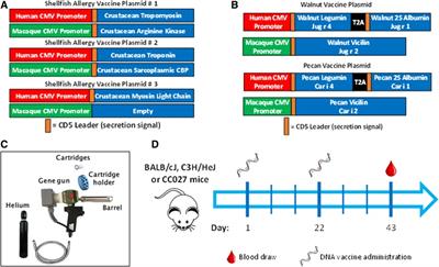 Induction of food-specific IgG by Gene Gun-delivered DNA vaccines